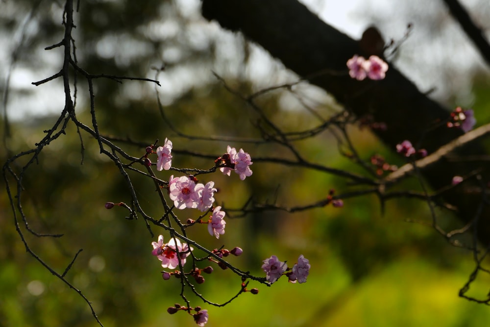 a tree with pink flowers