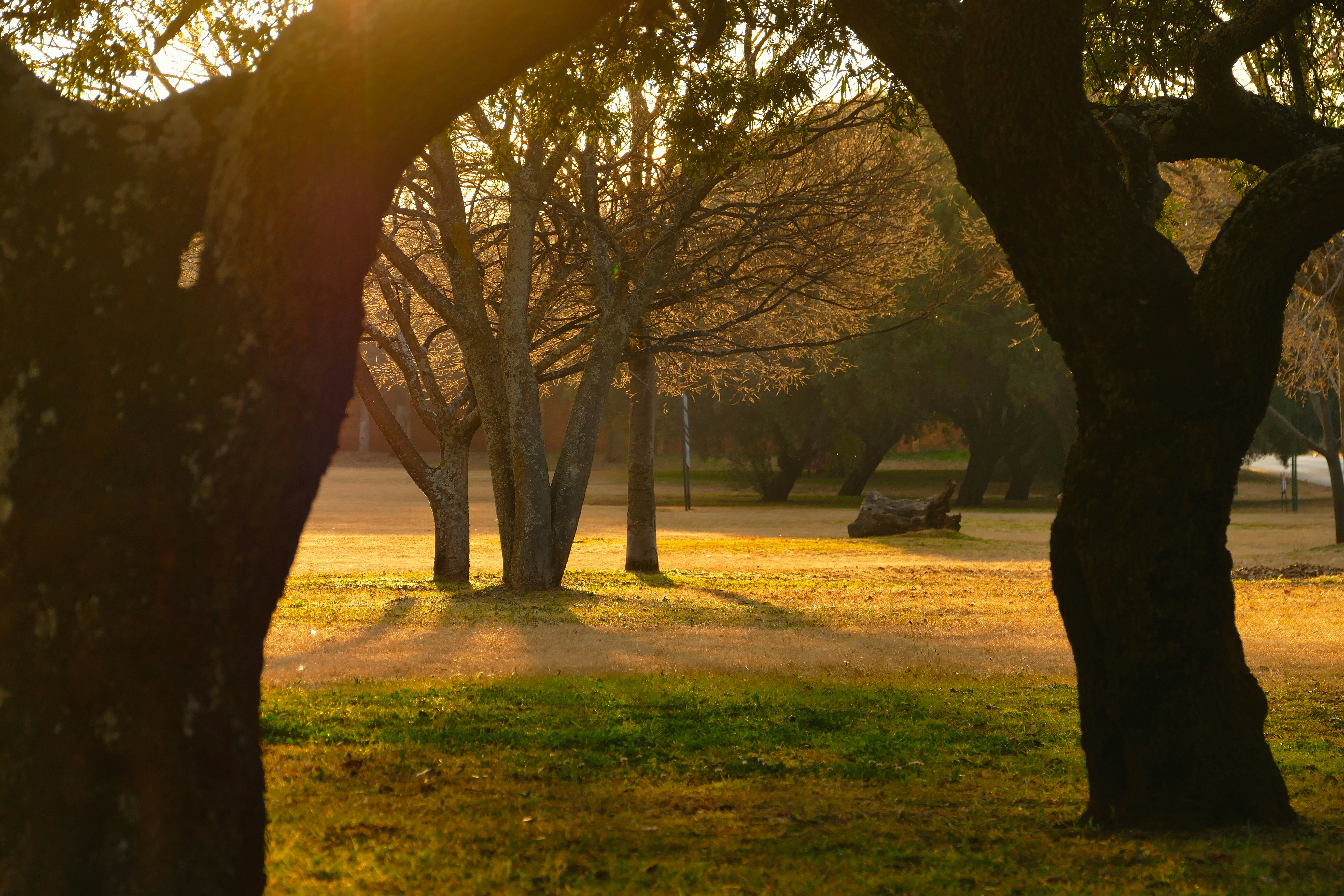 Photo by african_hippie