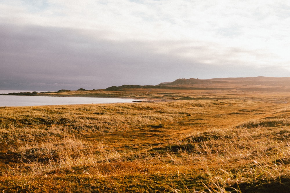 a field of yellow grass