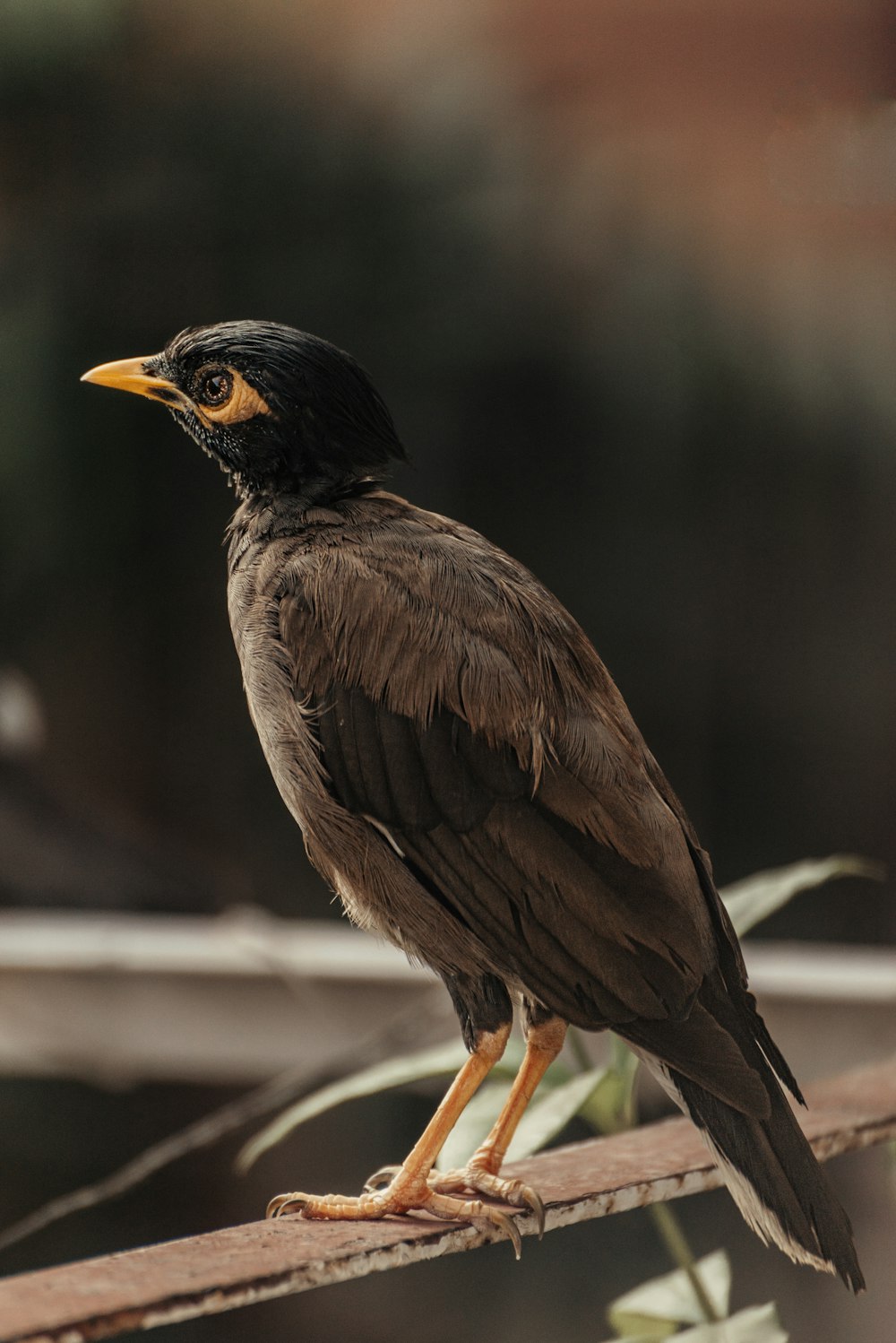 a bird standing on a branch