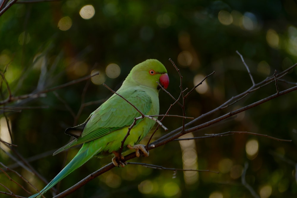 a green bird on a branch