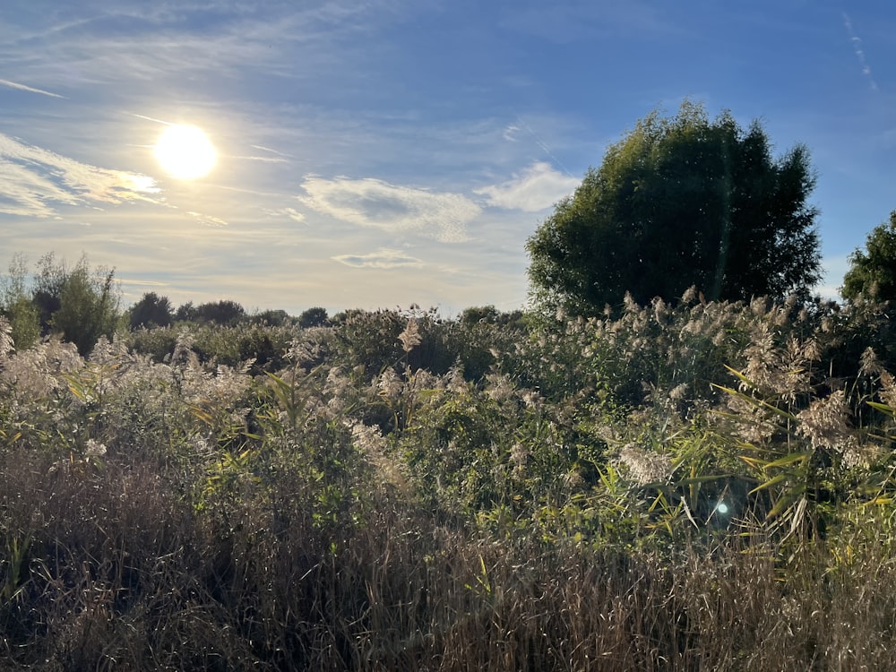 a field of grass and trees