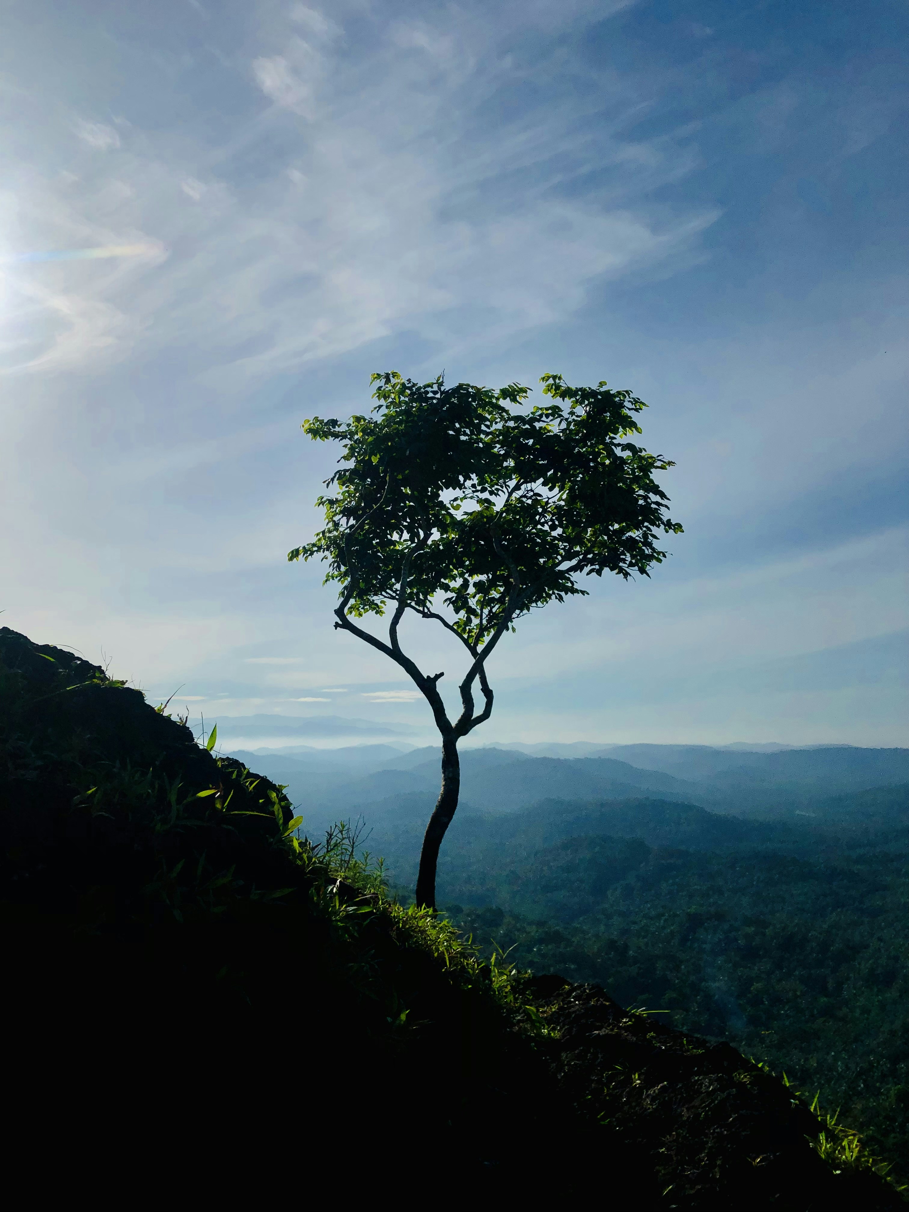 a tree on a hill