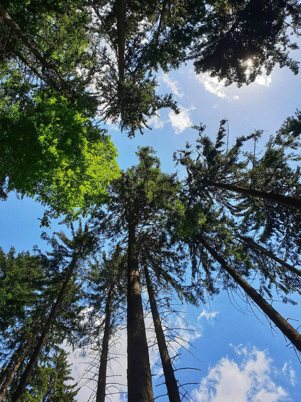 looking up at tall trees