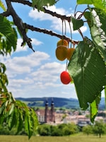 a tree with fruit on it
