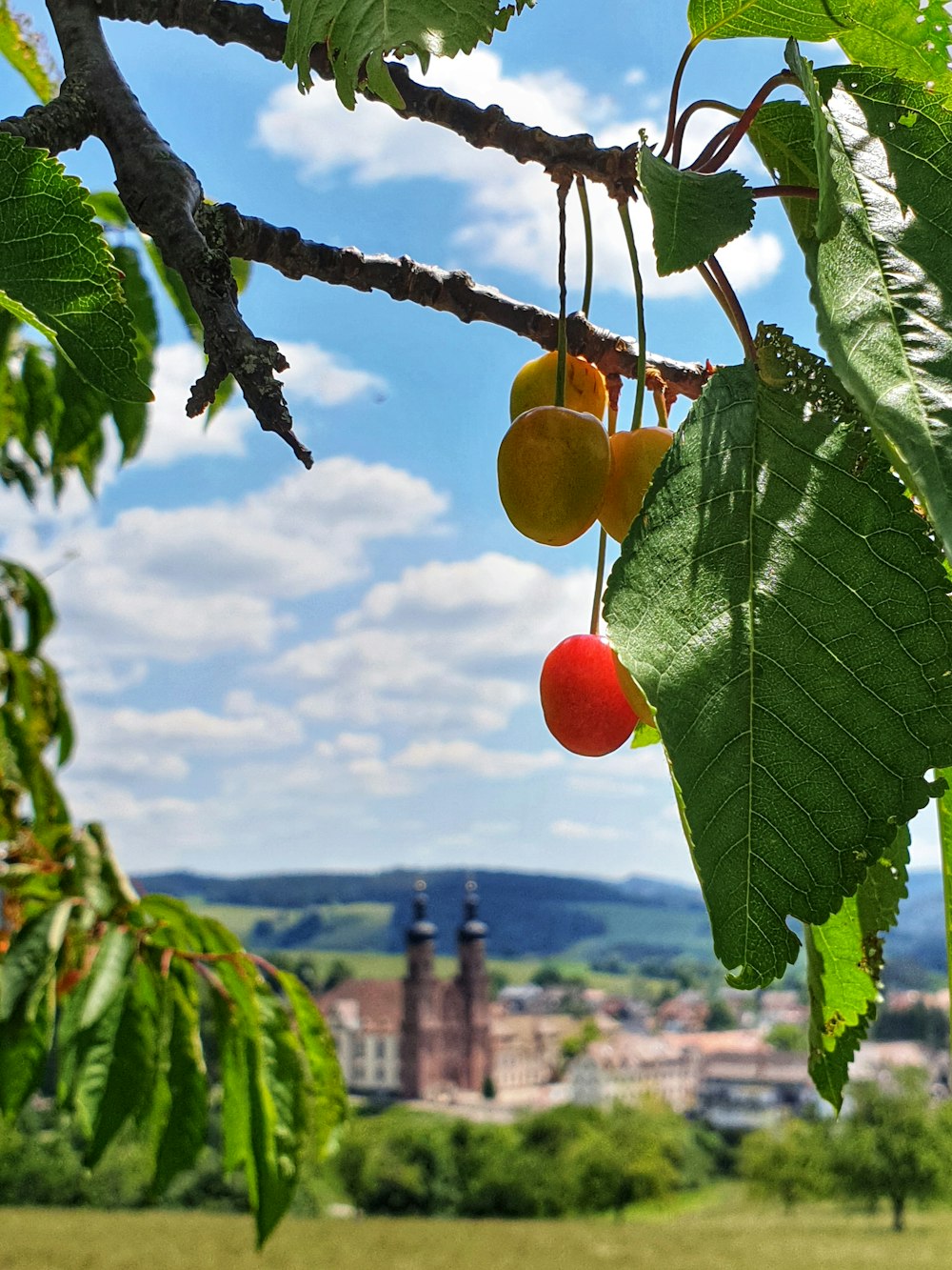 a tree with fruit on it