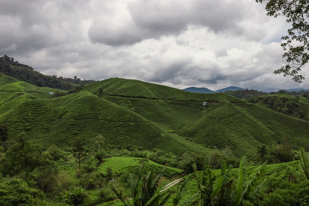 a green valley with trees