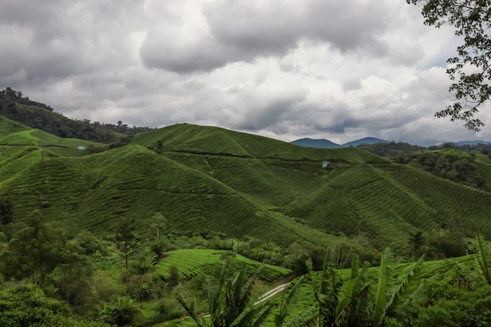 Best Rooftop Cafes in Cameron Highlands With Views Worth the Climb
