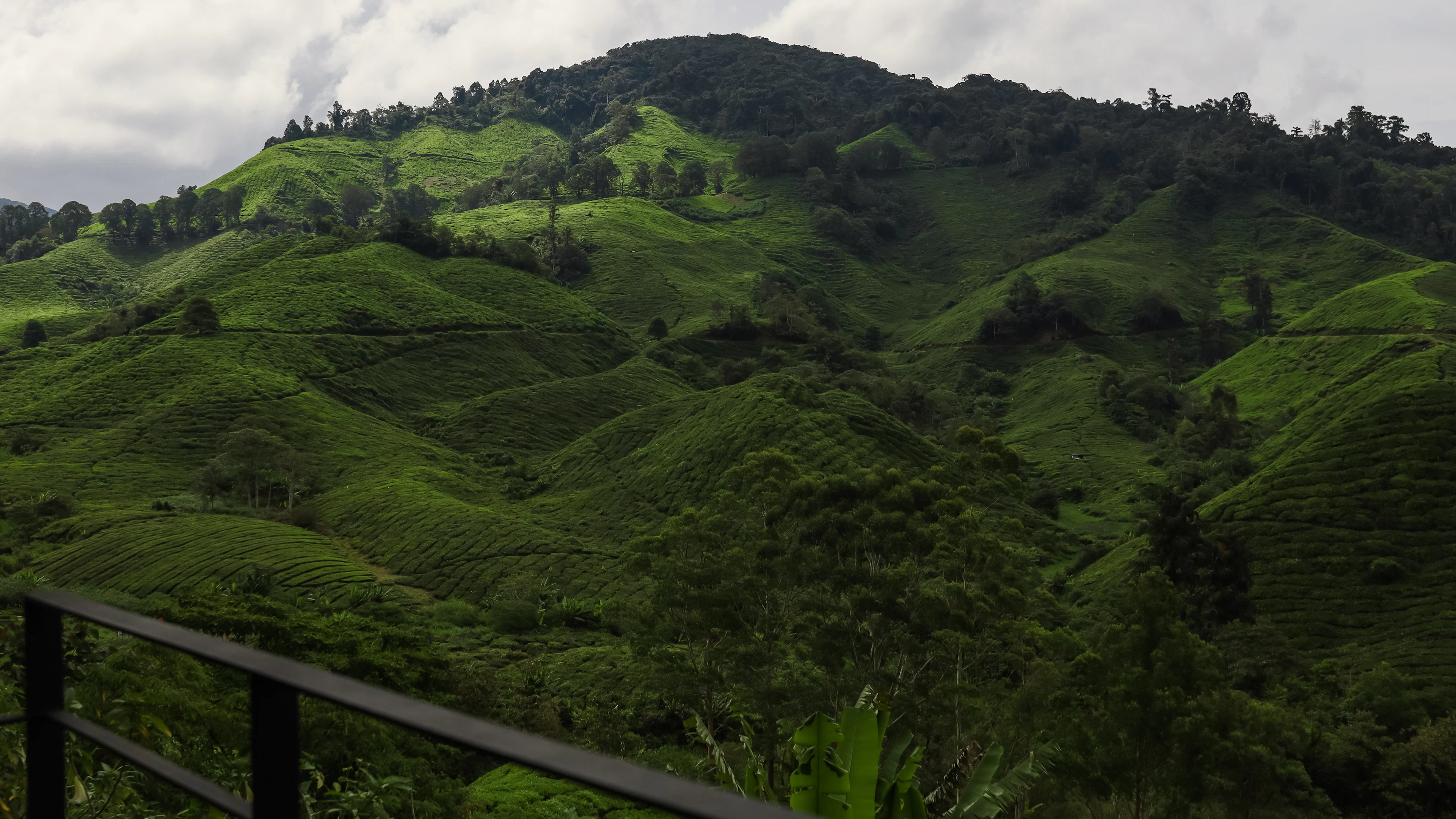 Tea terraces on green hills under a cloudy sky at the Sungai Palas estate, Cameron Highlands