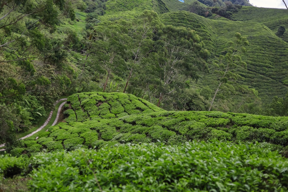 a green hillside with trees