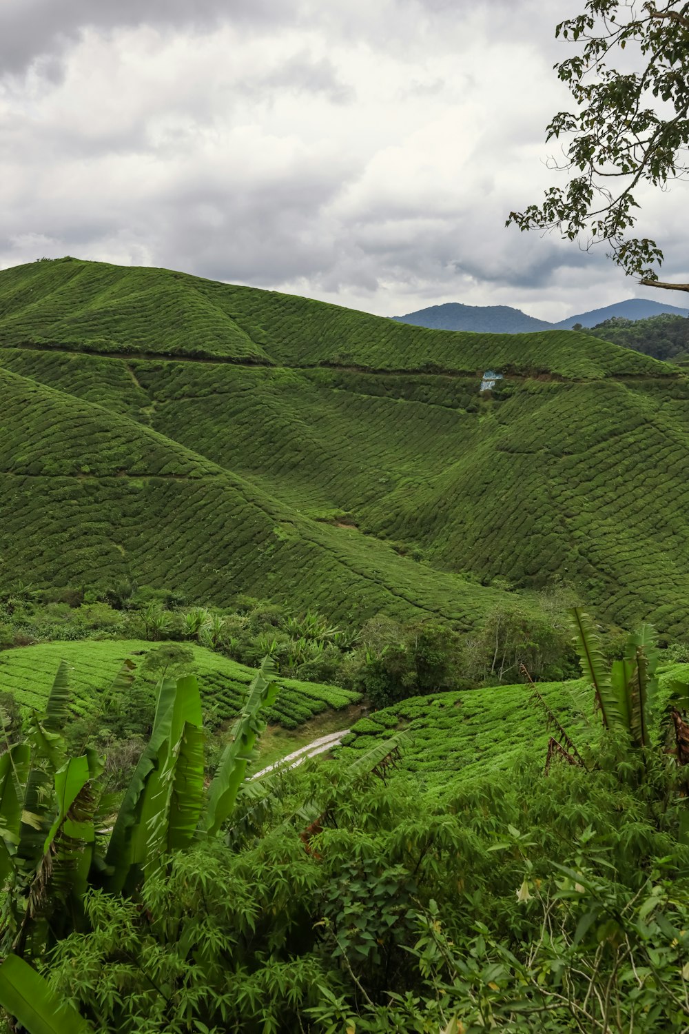 a green valley with a house in the distance