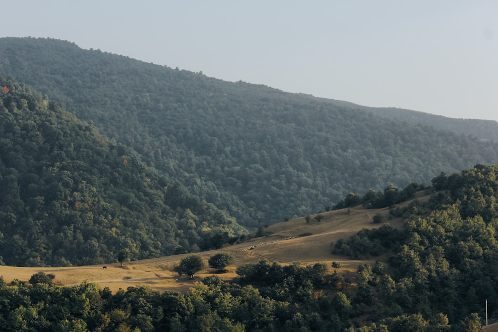 a landscape with trees and hills