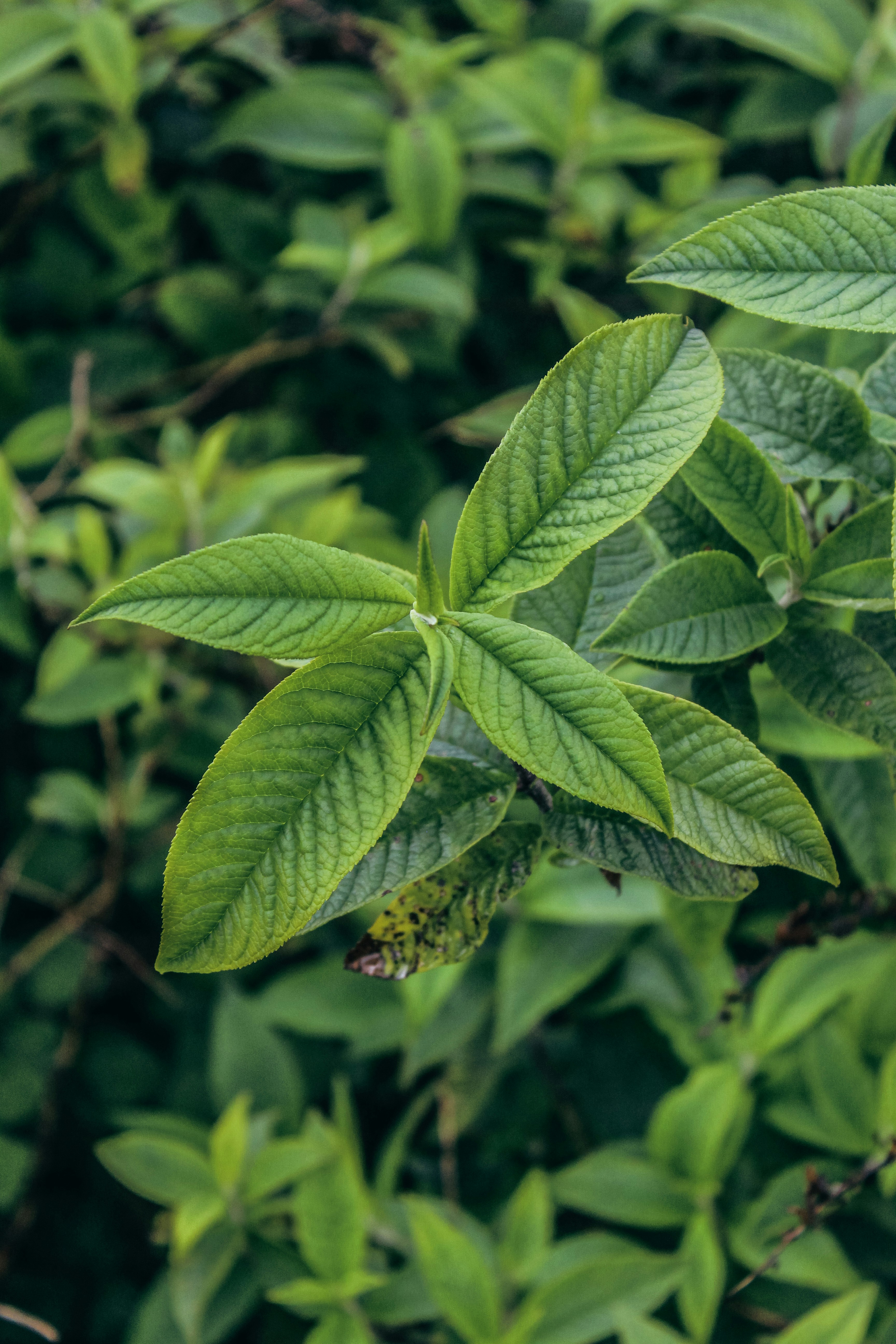 Photo by focalinsight