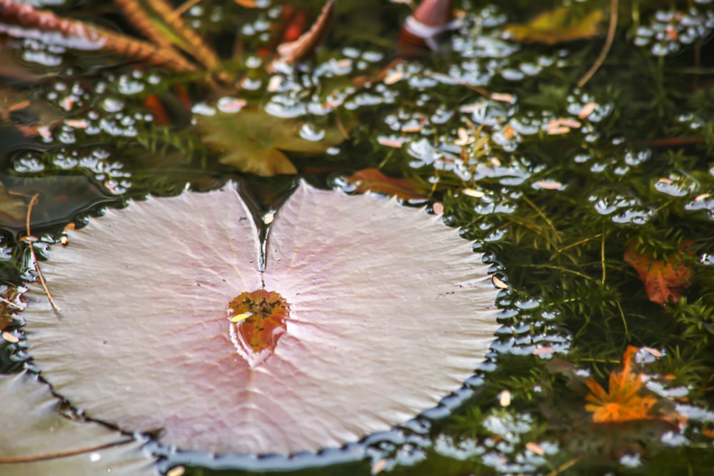 a white flower with a yellow center