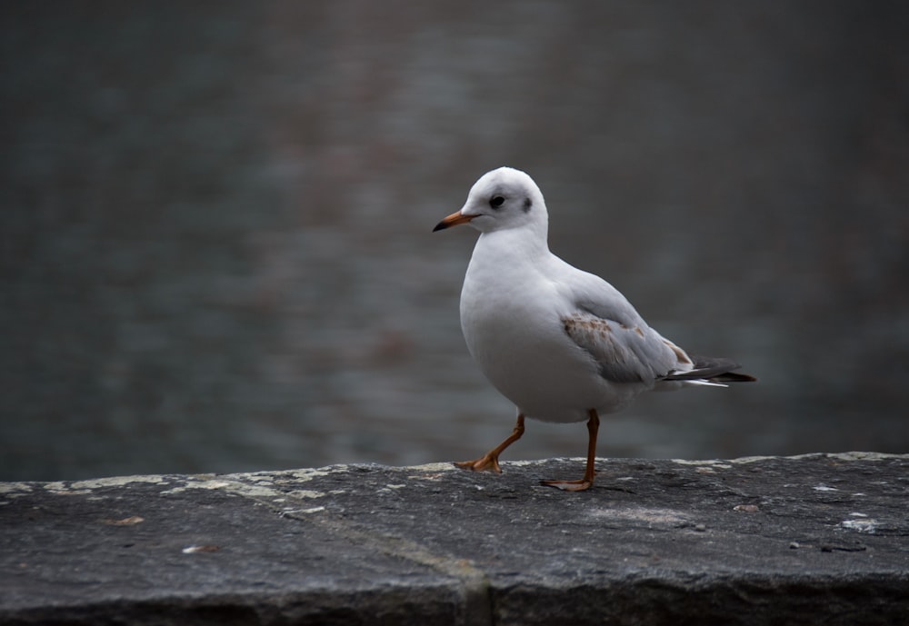 a bird standing on a rock