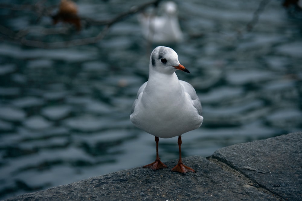 a bird standing on a rock