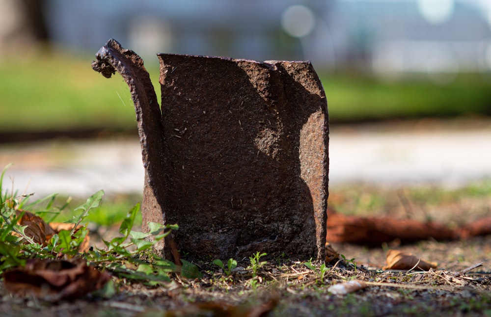 a tree stump with a hole in it