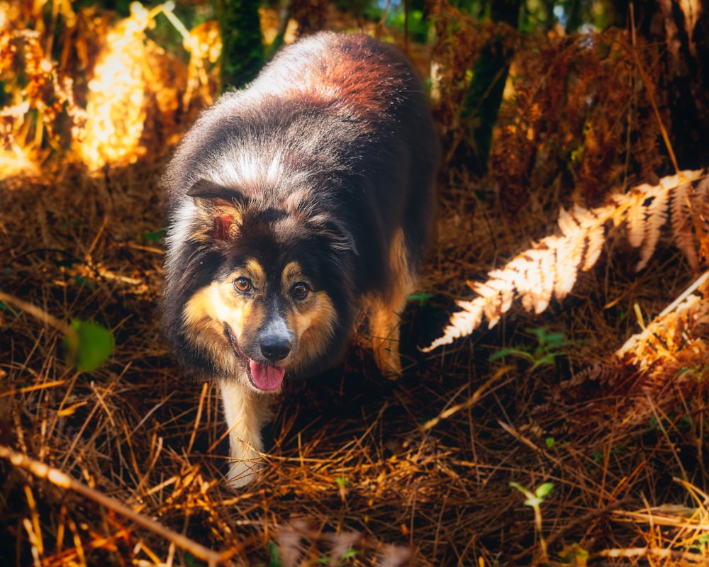 a dog standing in the grass