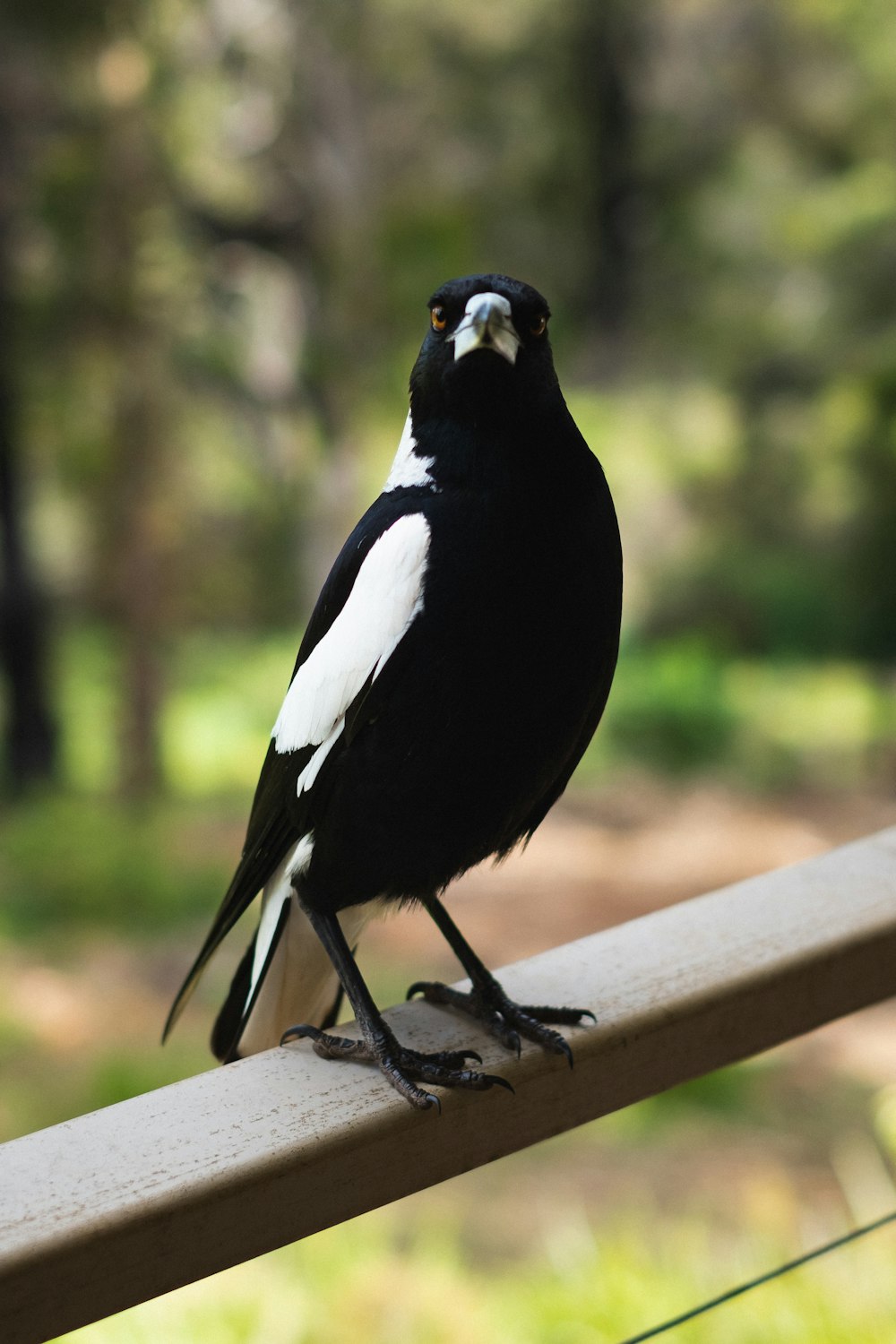 a bird standing on a railing