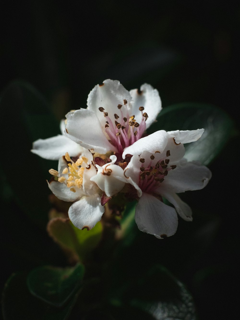 a close up of a flower