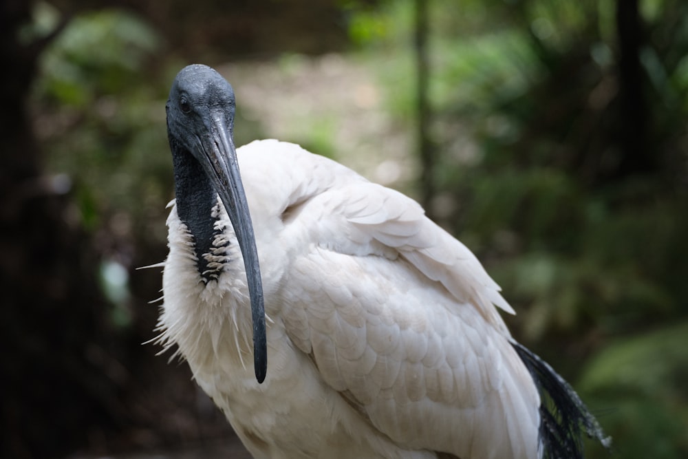 a bird with a long beak