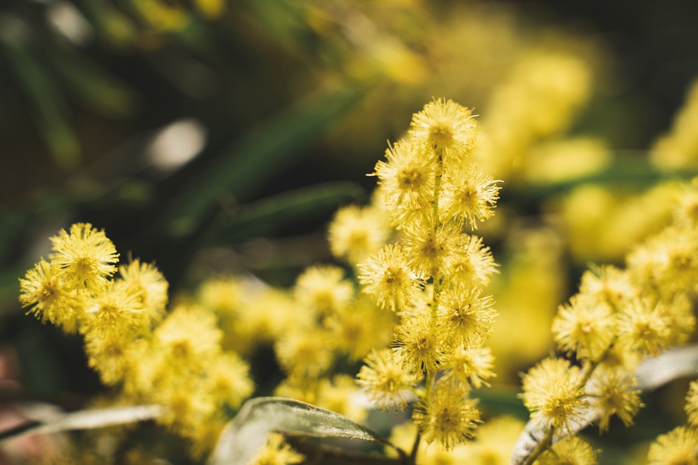 a close up of a yellow flower