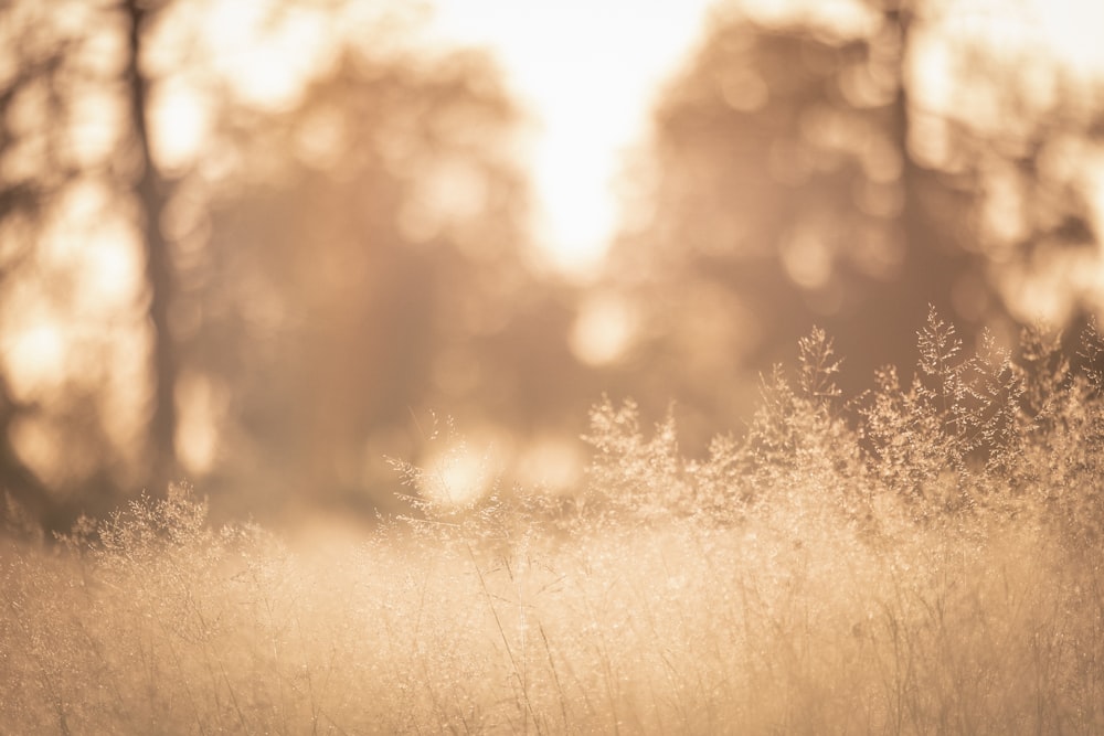 a field of tall grass with trees in the background