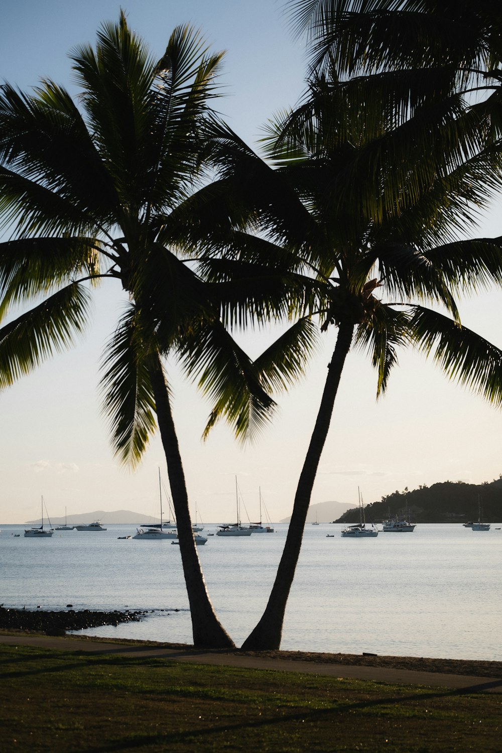 a group of palm trees next to a body of water