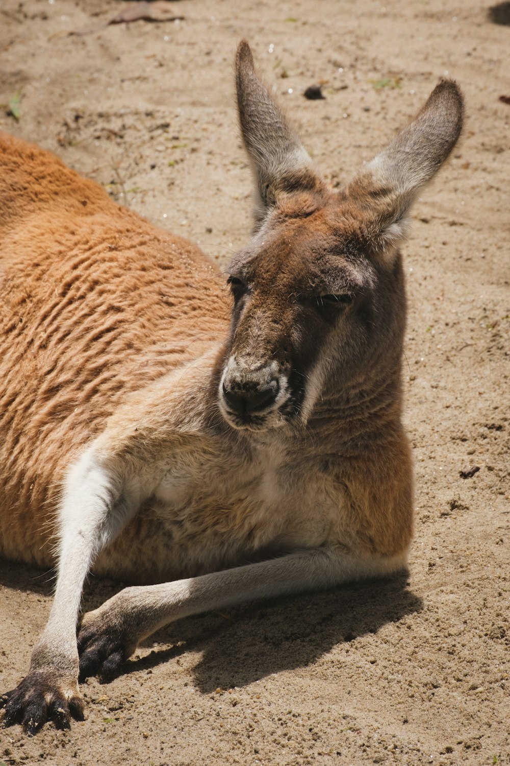a kangaroo lying on the ground