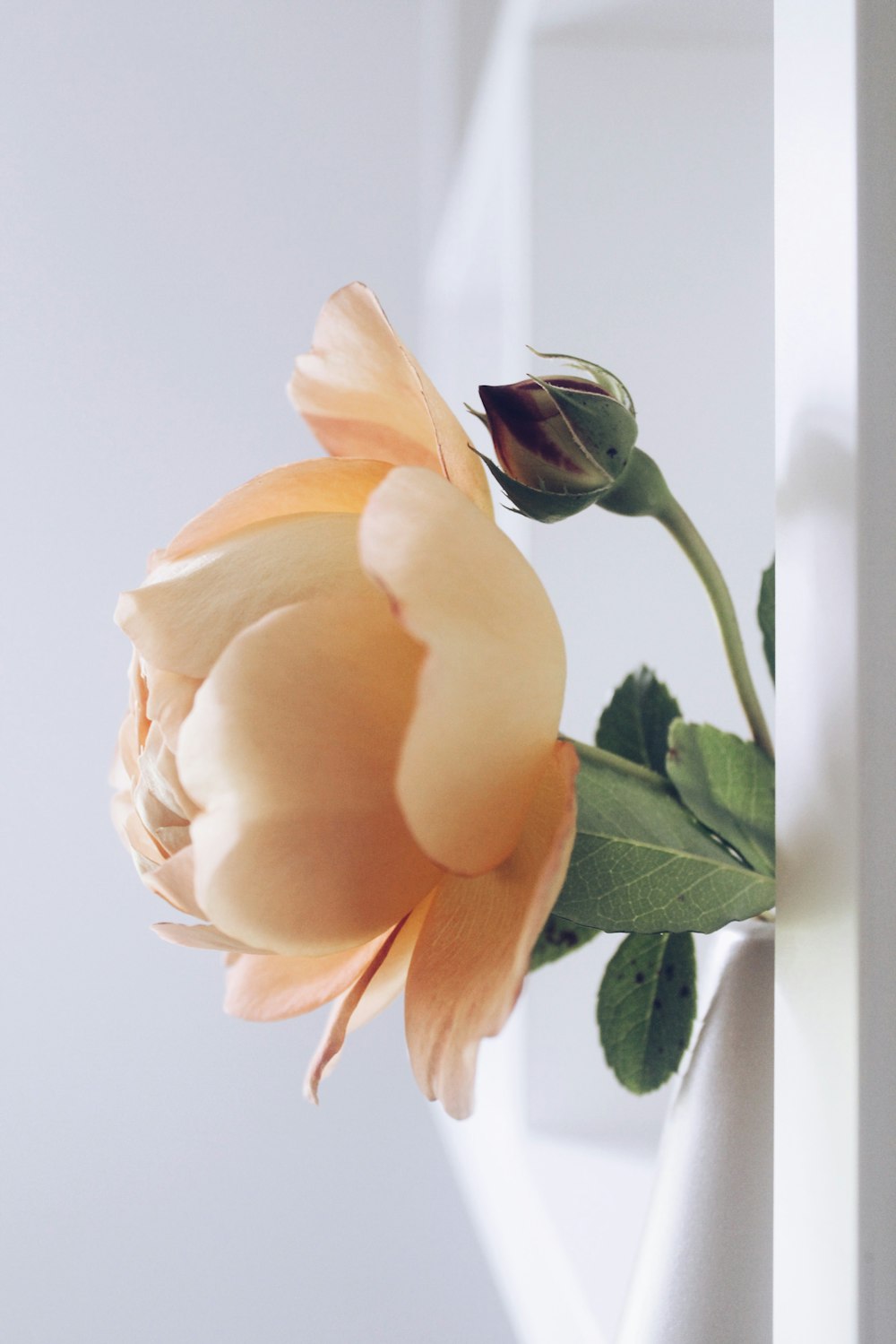 a vase with a purple flower