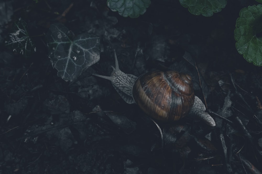 a snail on the ground