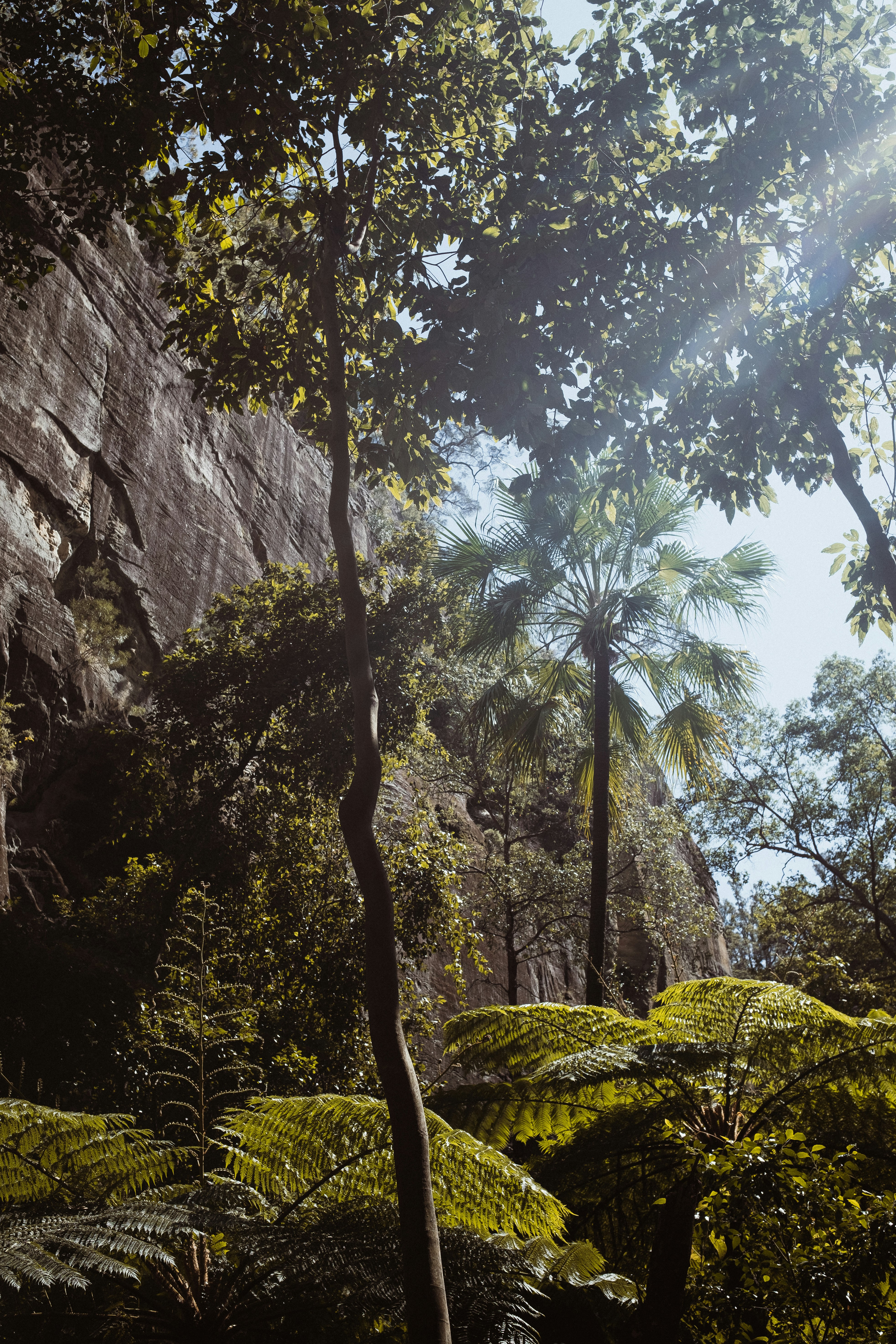 Un groupe d’arbres dans une forêt