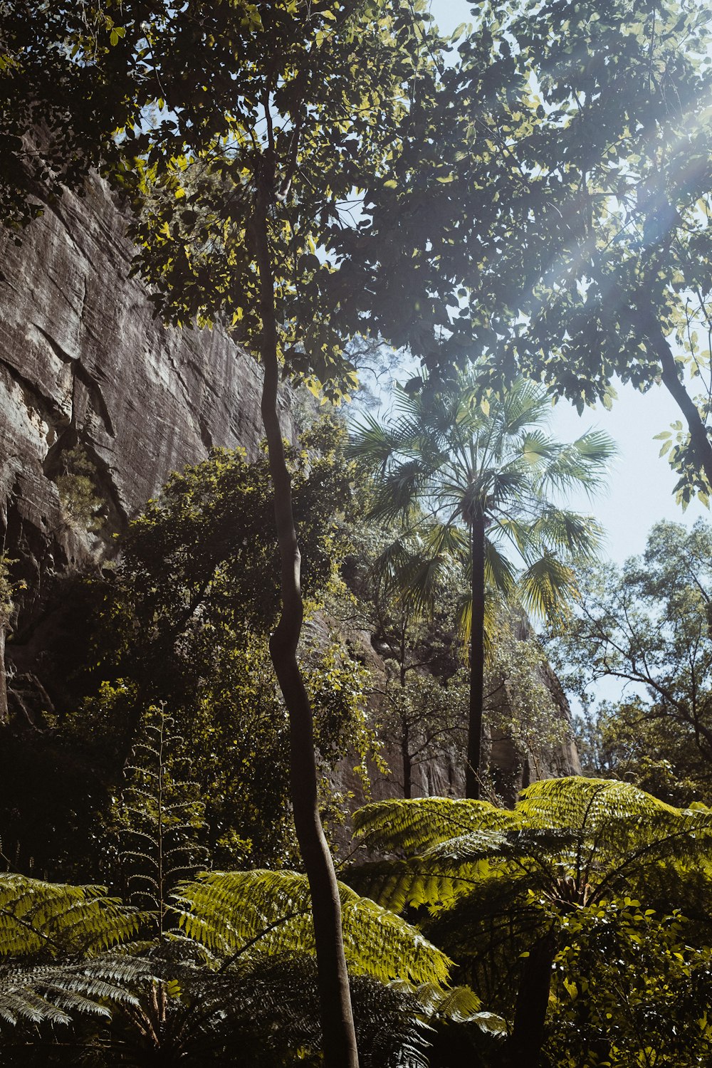 a group of trees in a forest