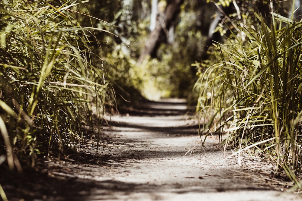 a dirt road in the woods