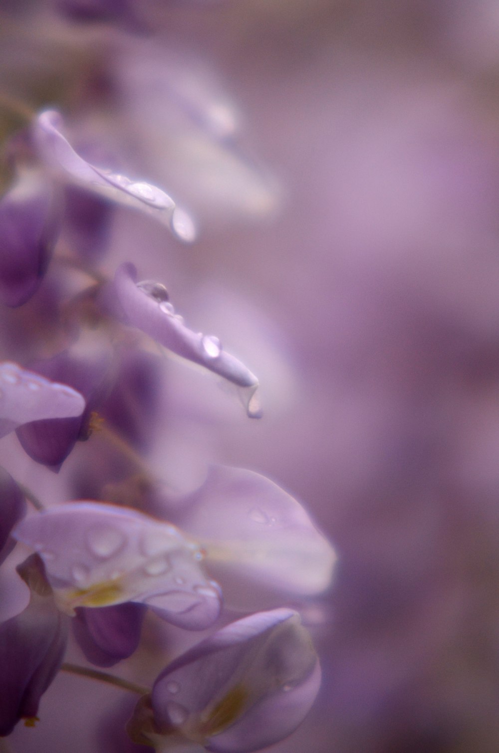 Gros Plan De Fleurs Violettes Photo Photo Plante Gratuite Sur Unsplash