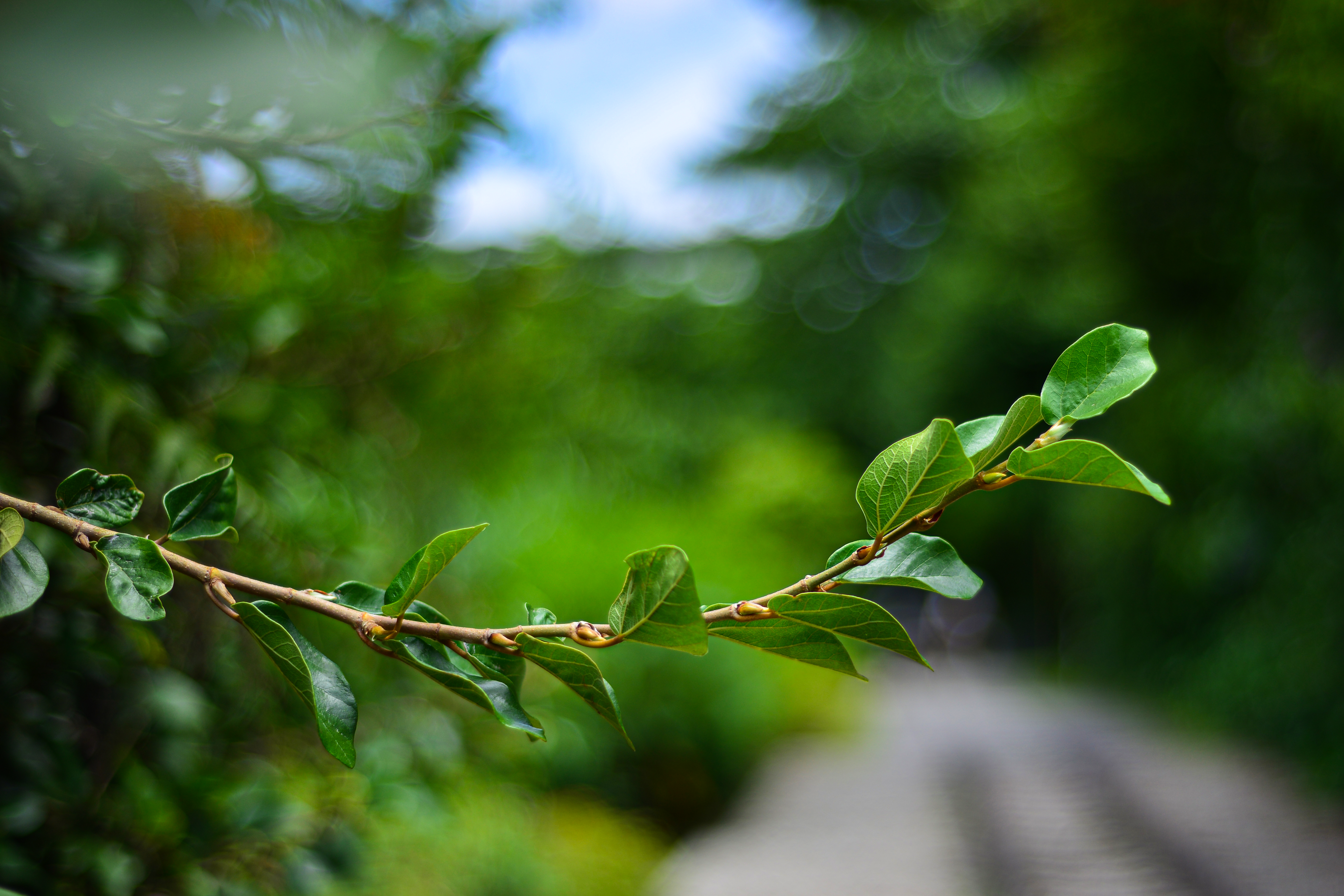 Photo by smithclukas