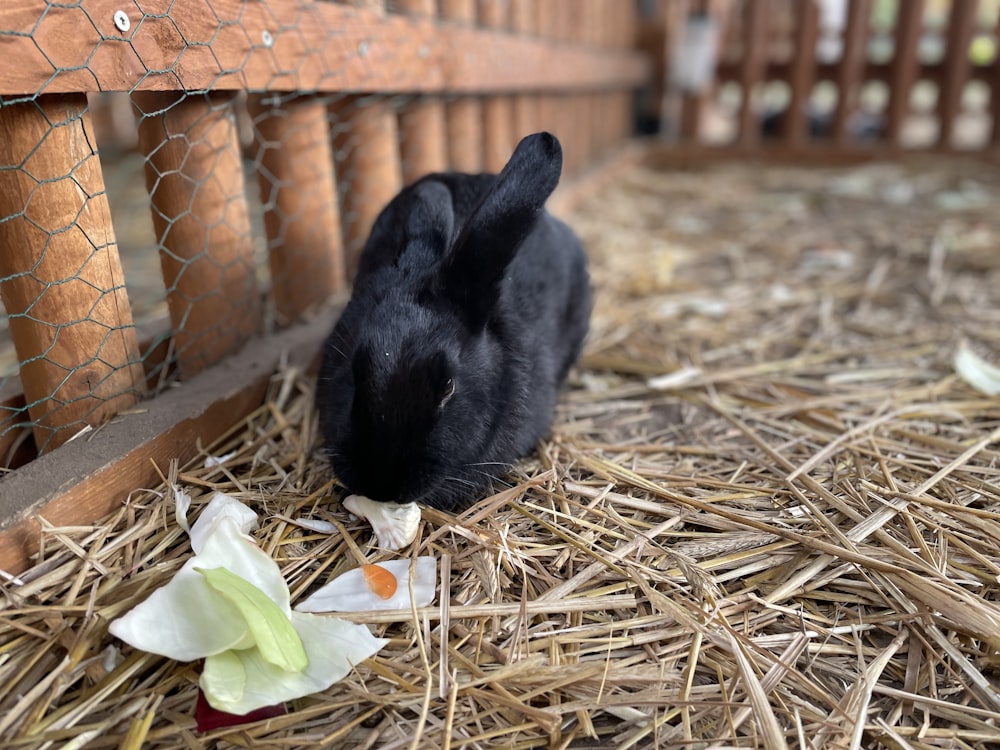 a black rabbit in a cage