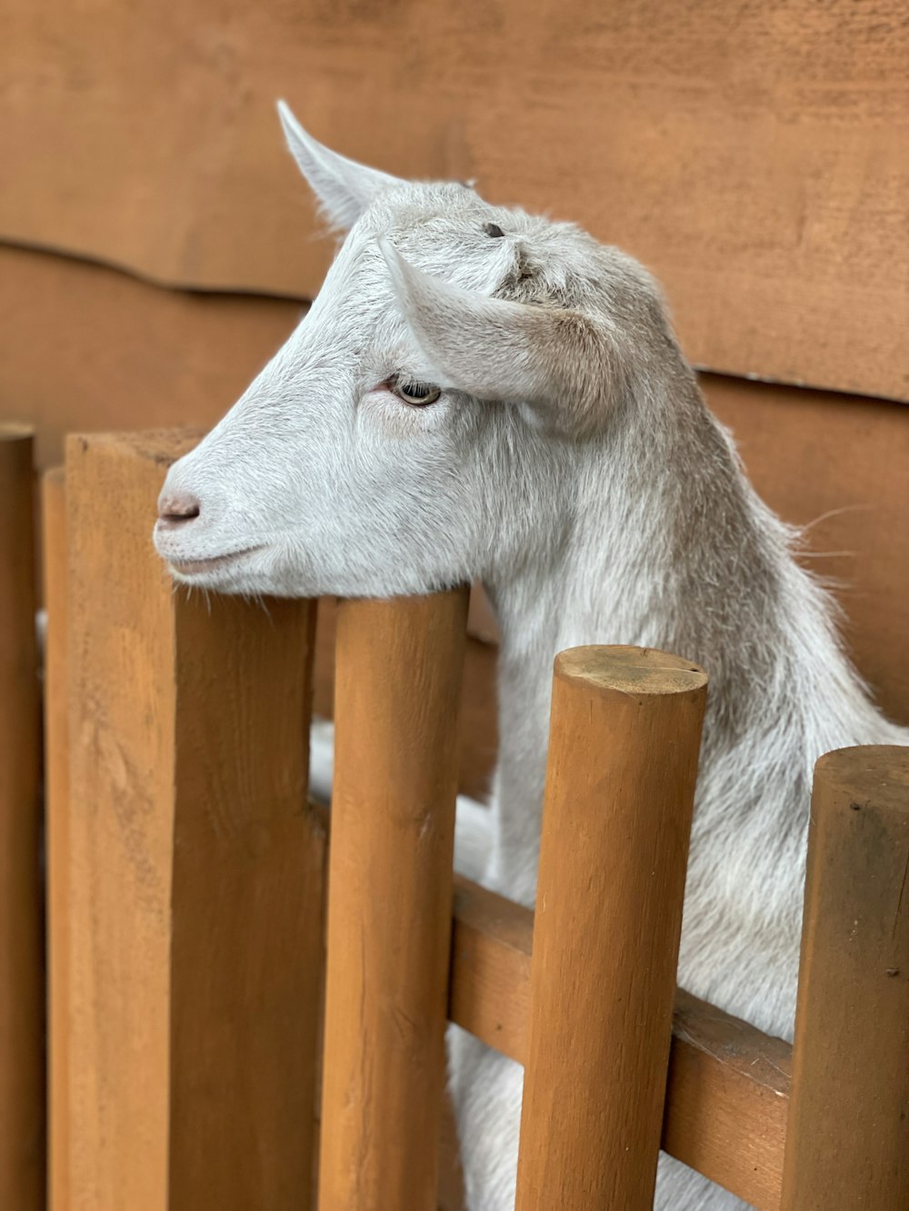 a white goat standing on a wooden fence