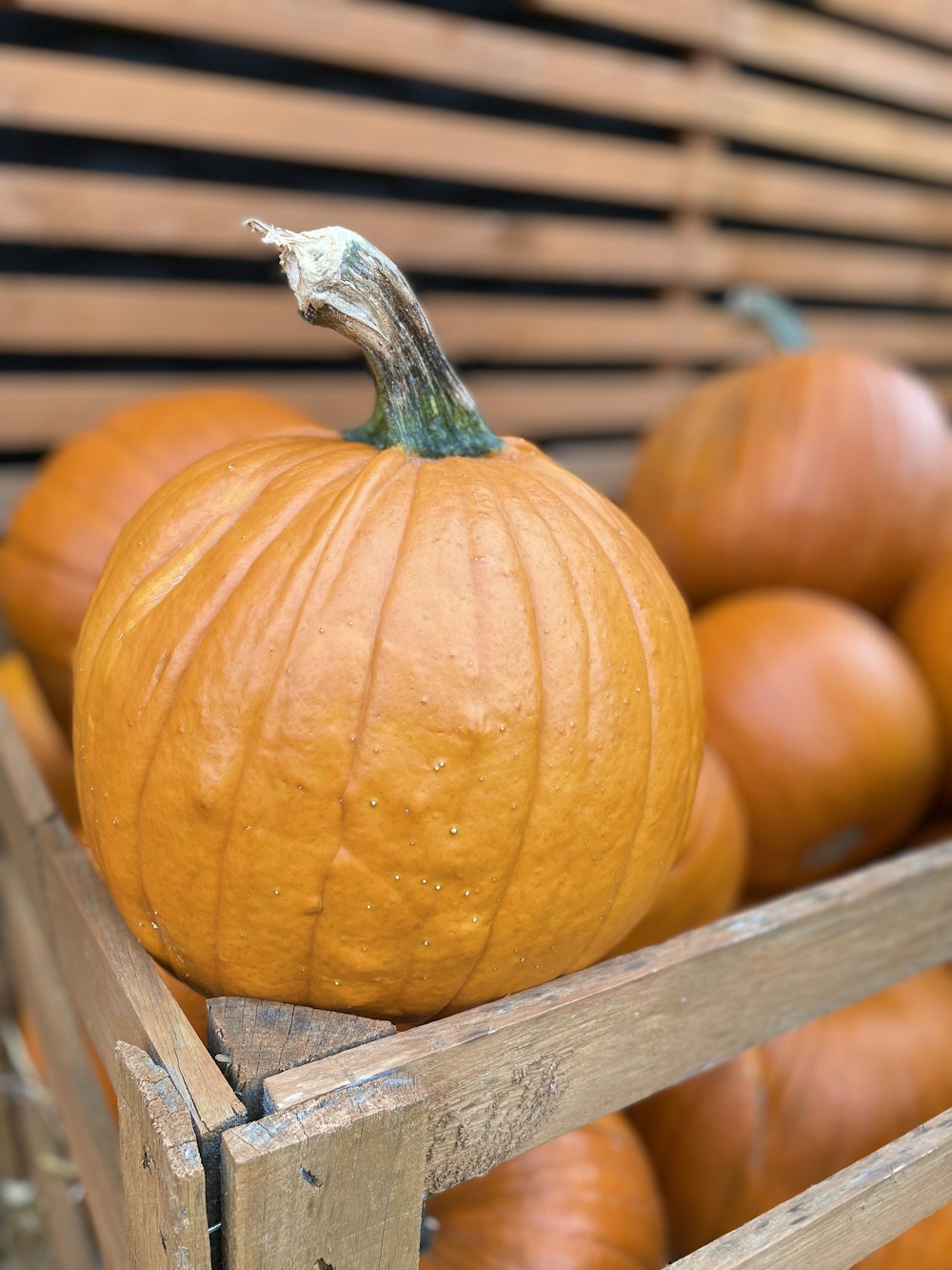 una zucca con un gambo