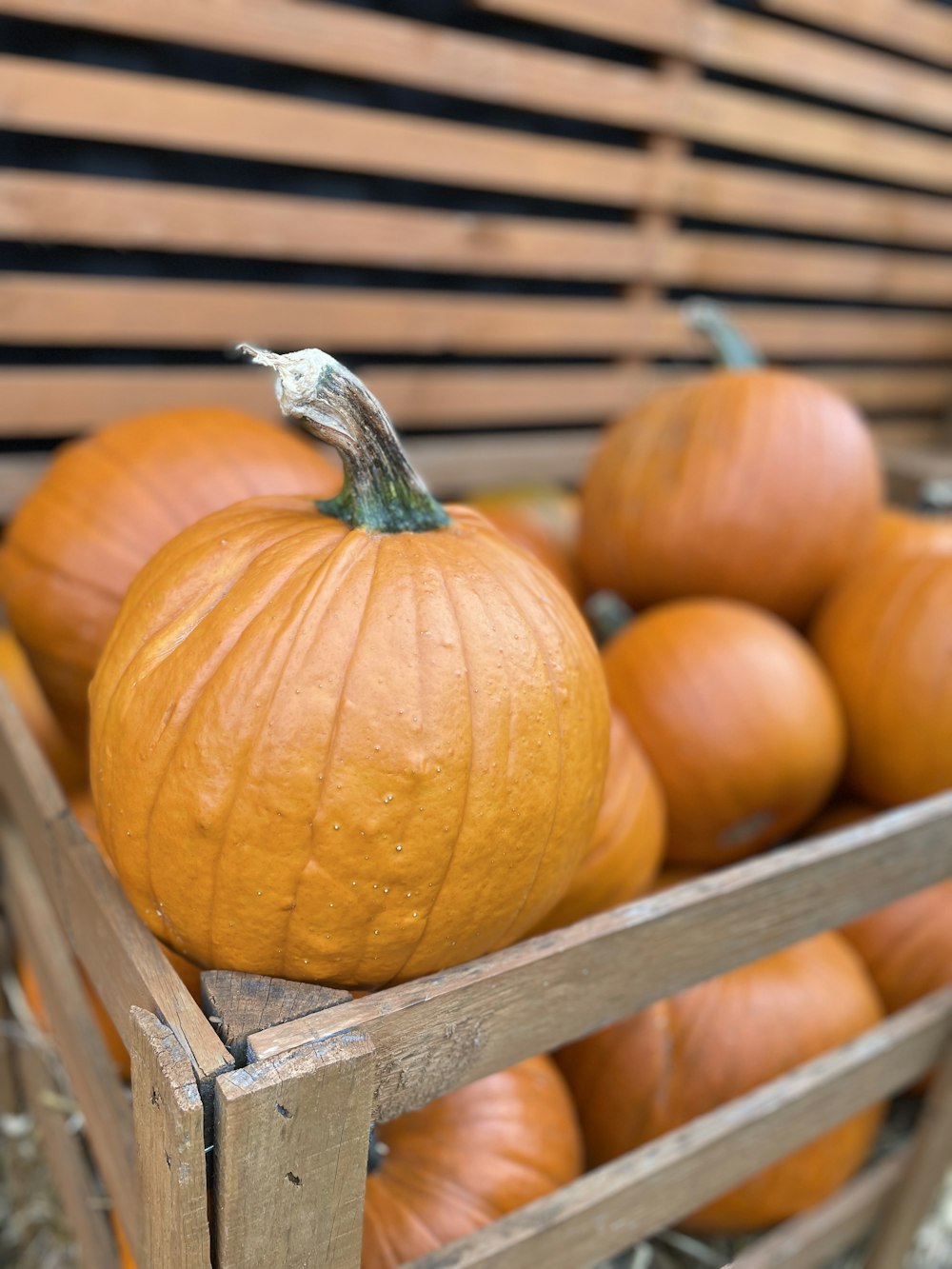 a basket of pumpkins