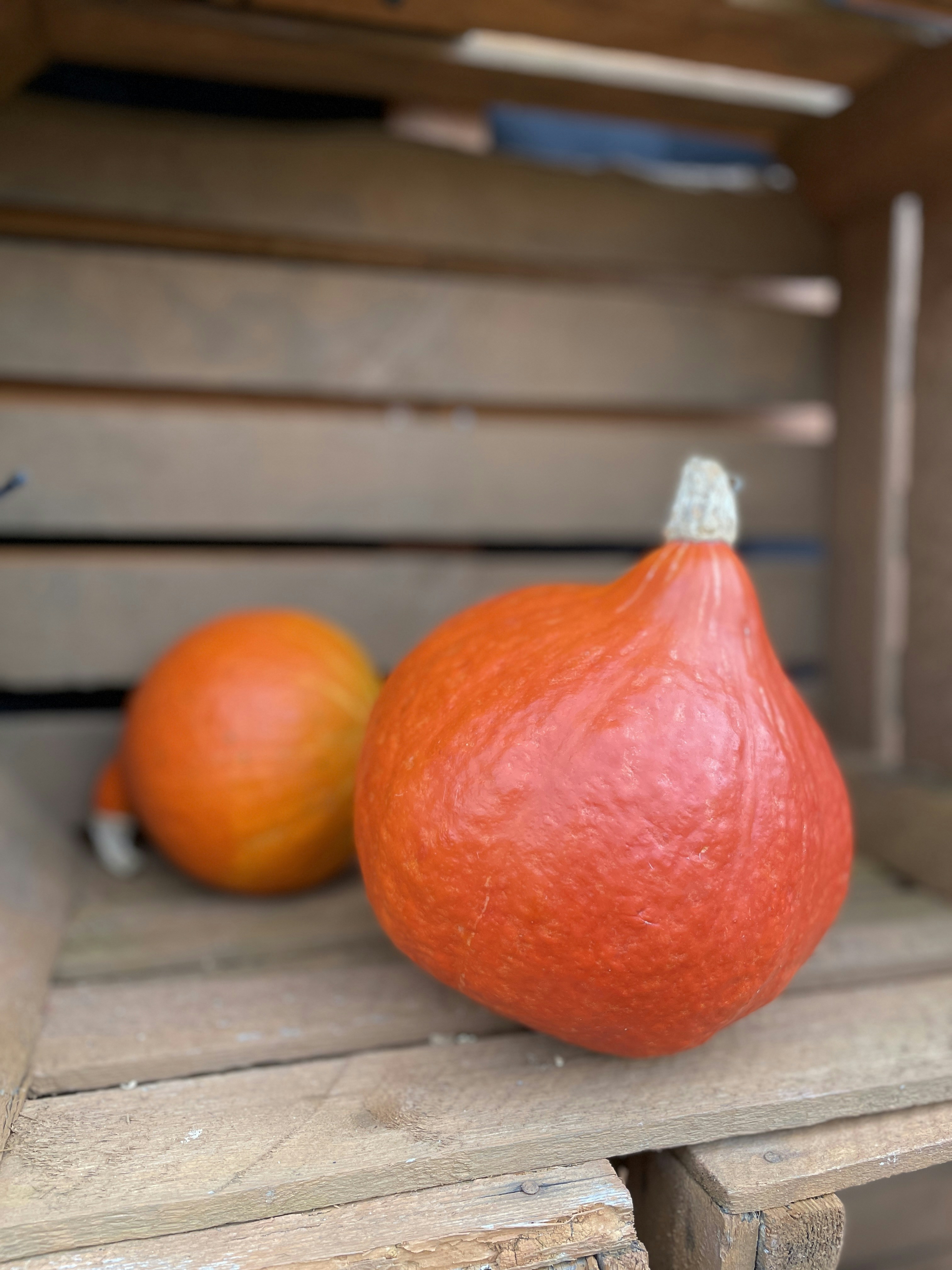 a couple of tomatoes on a table