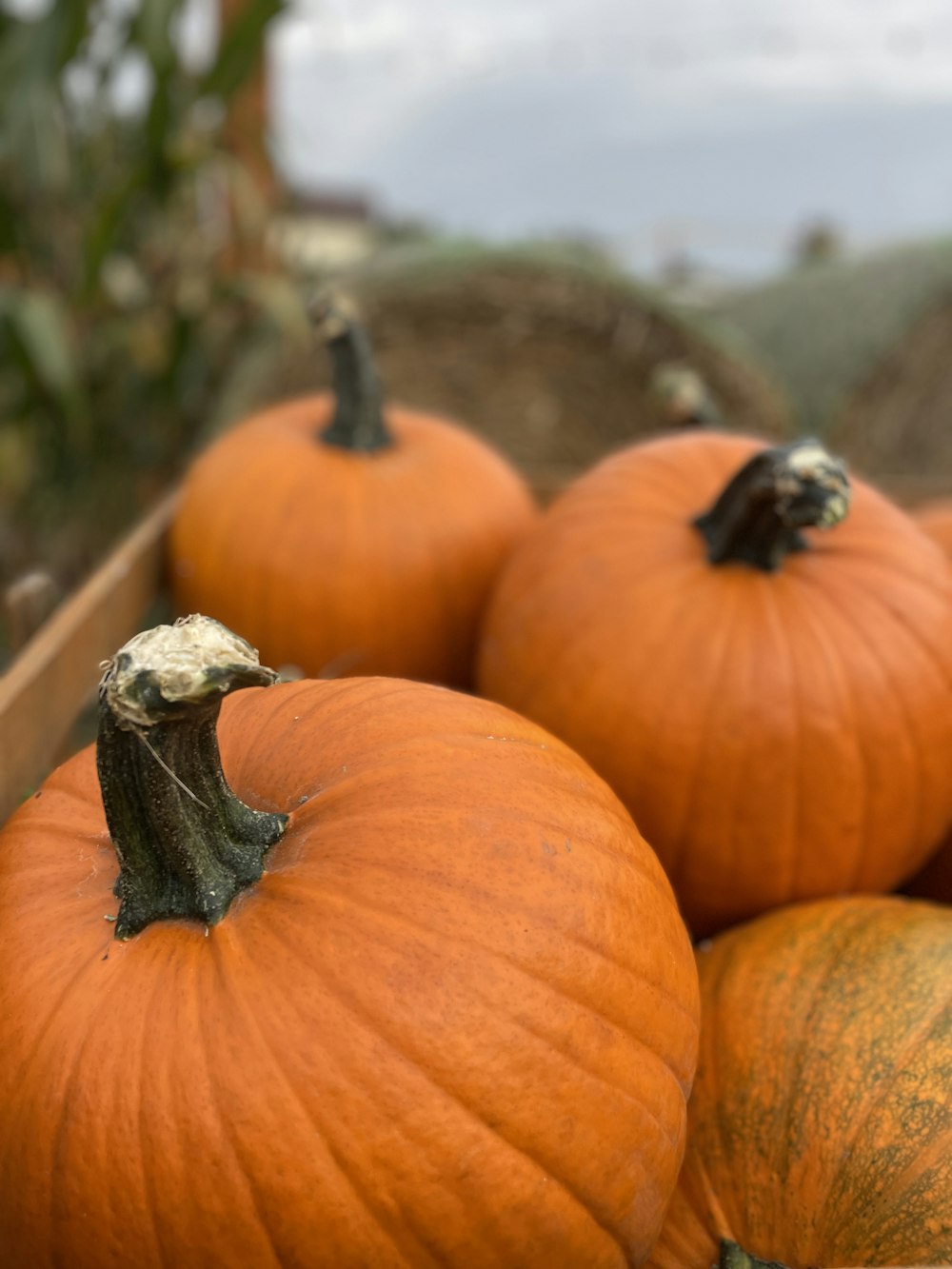 a group of pumpkins