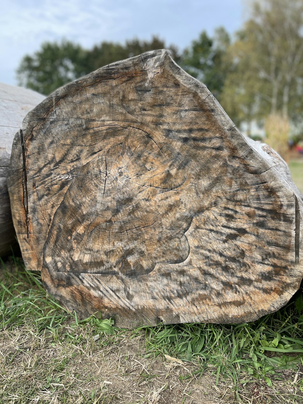 a tree stump in a field