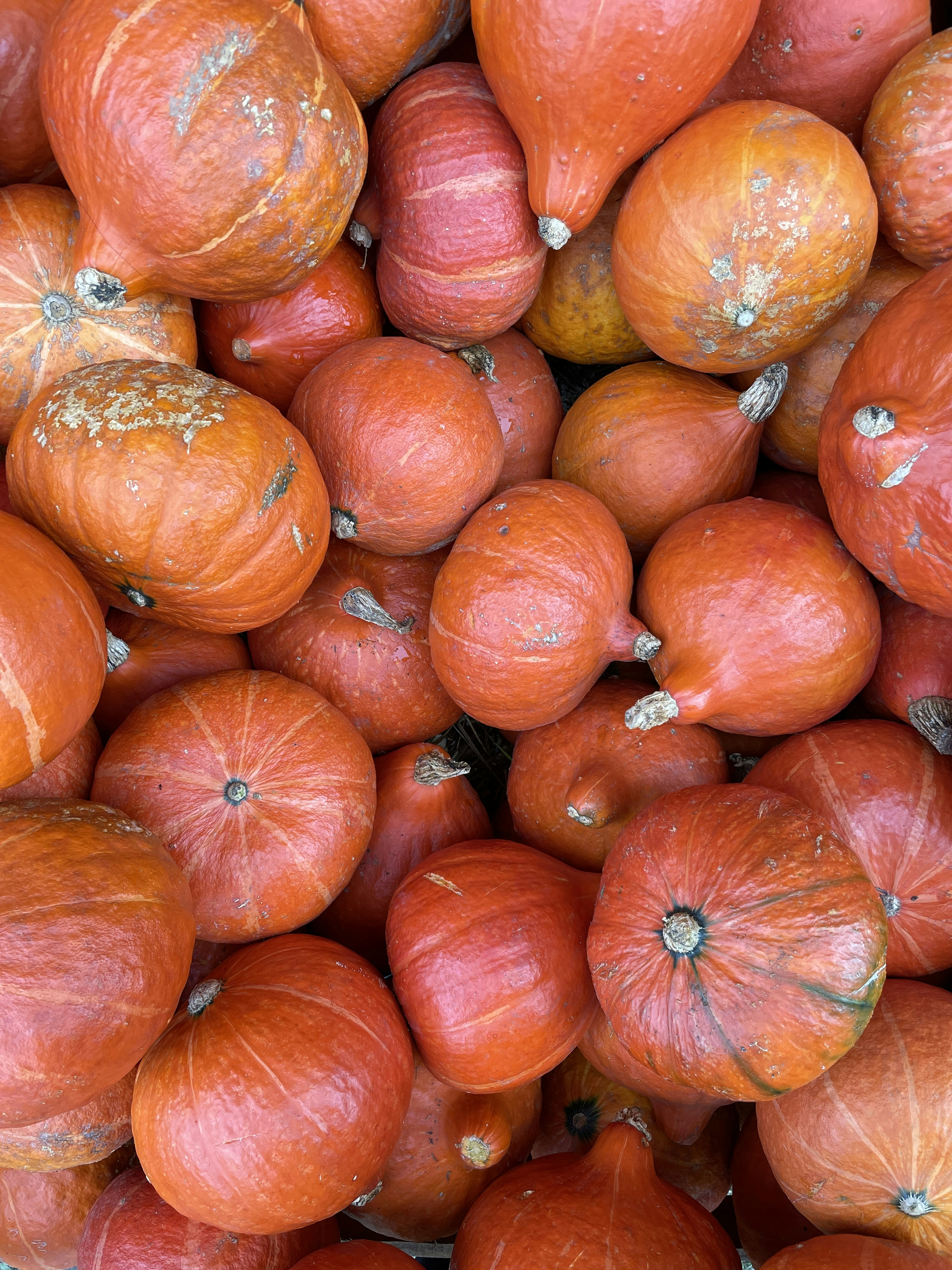 a pile of red onions