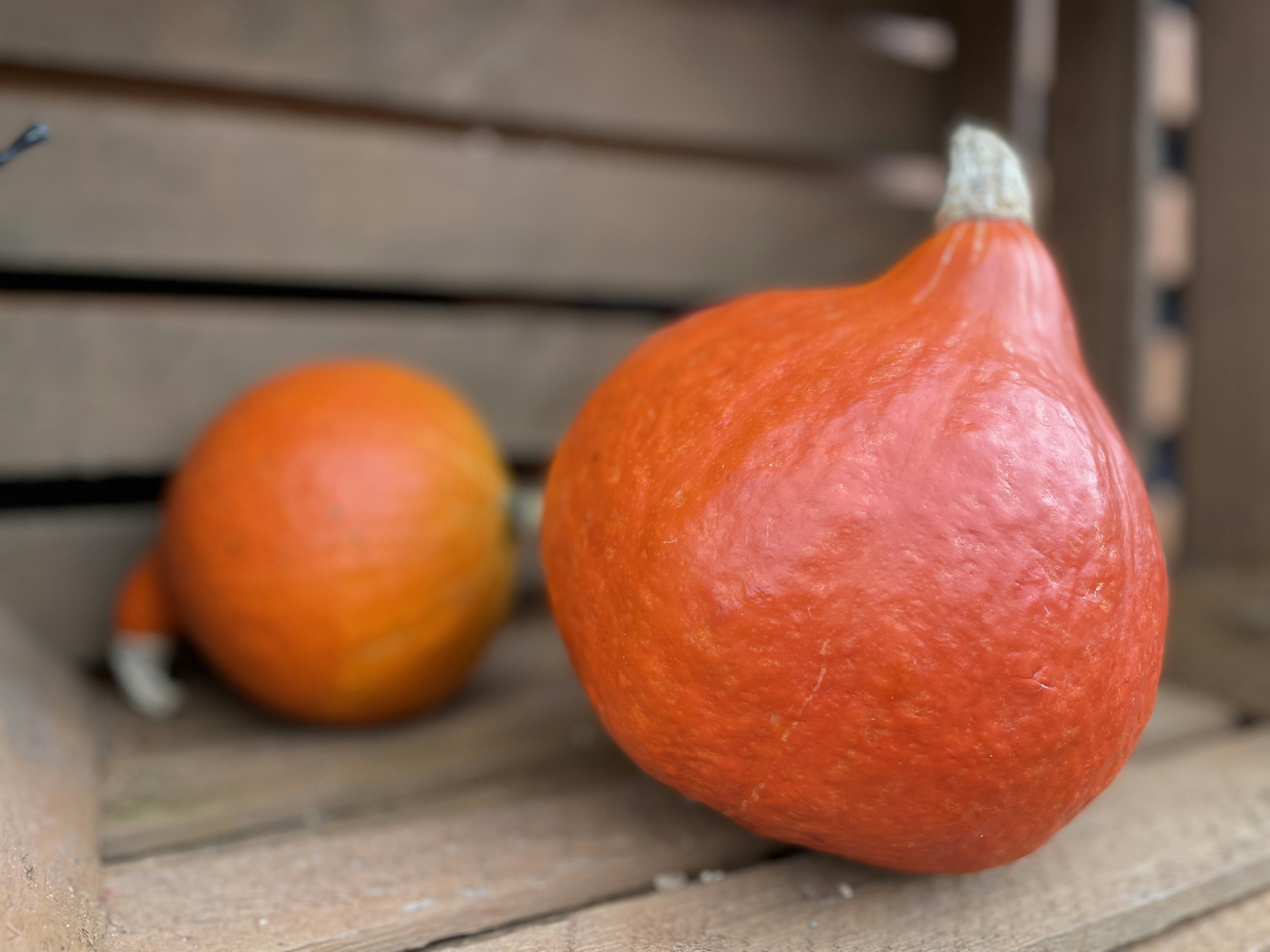 a couple of oranges sit on a table