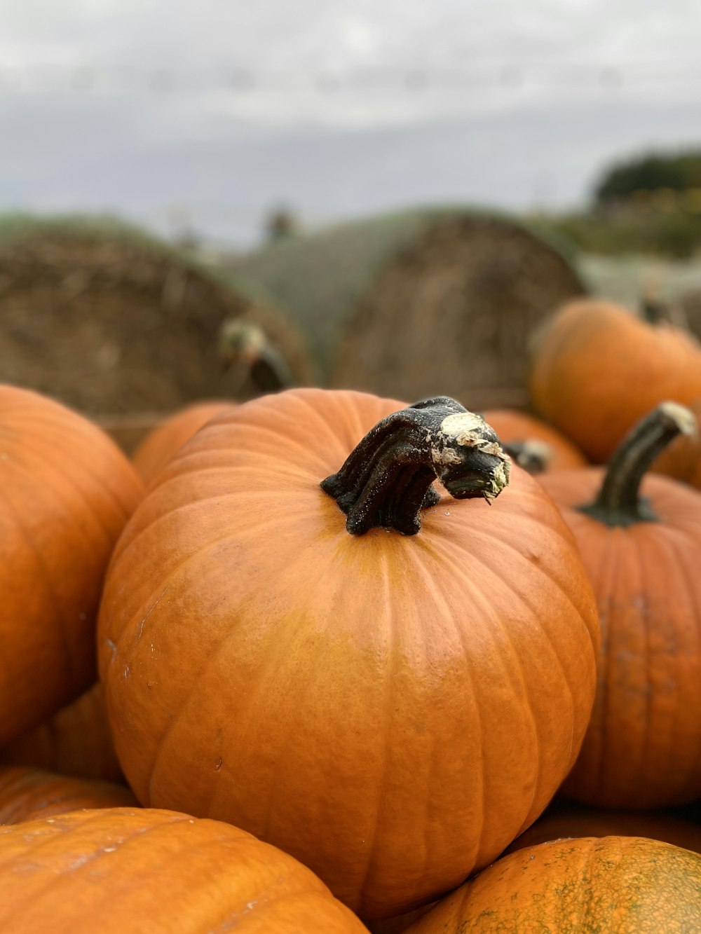 a black beetle on a pumpkin