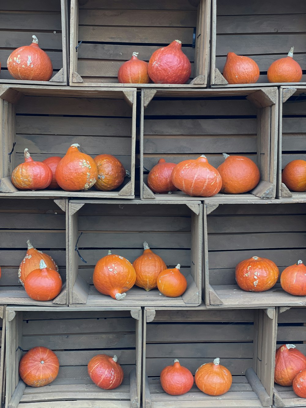 a group of pumpkins on shelves