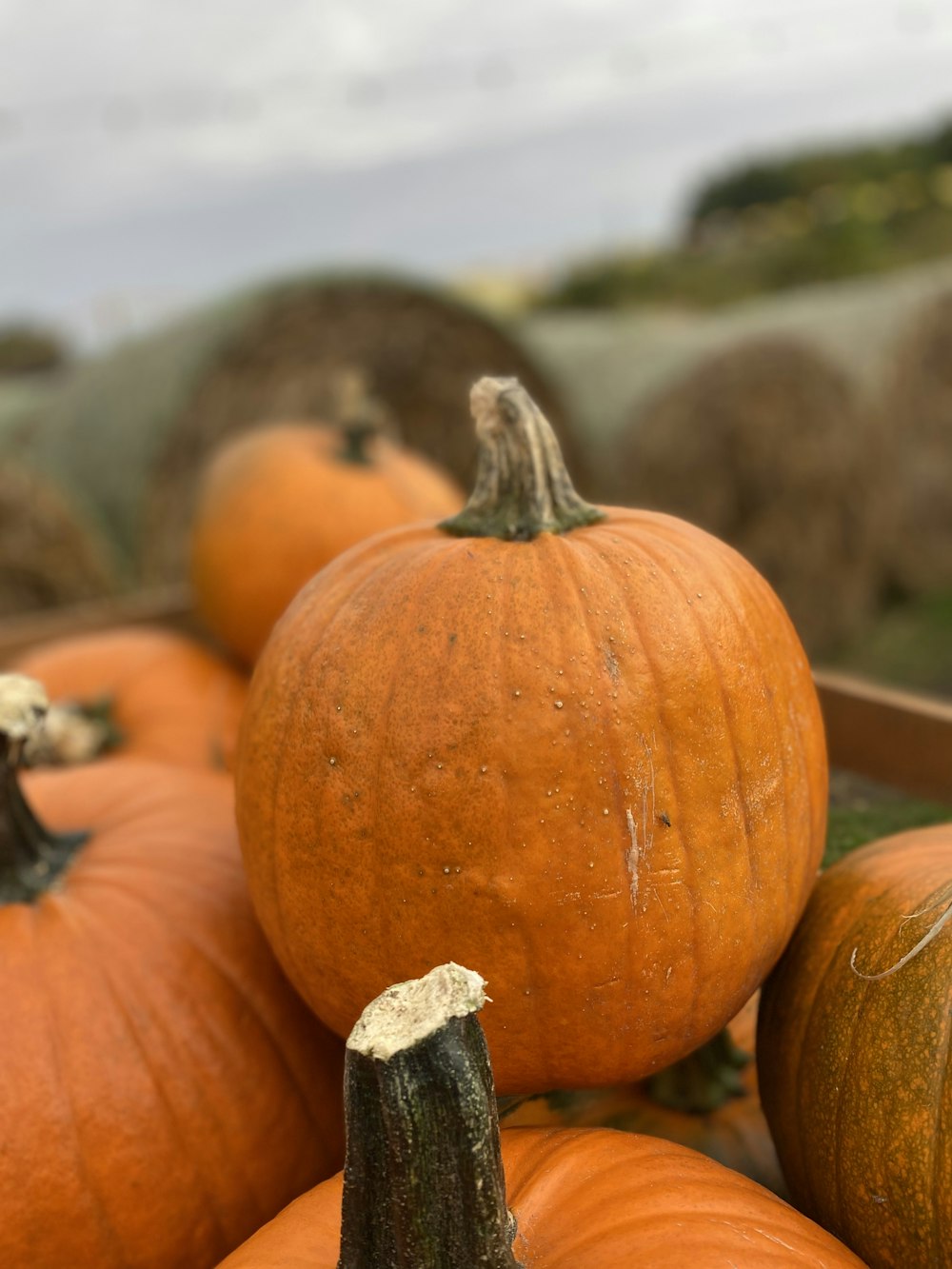 a group of pumpkins