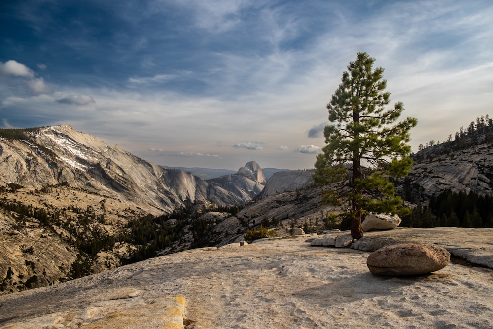 a tree in a rocky area