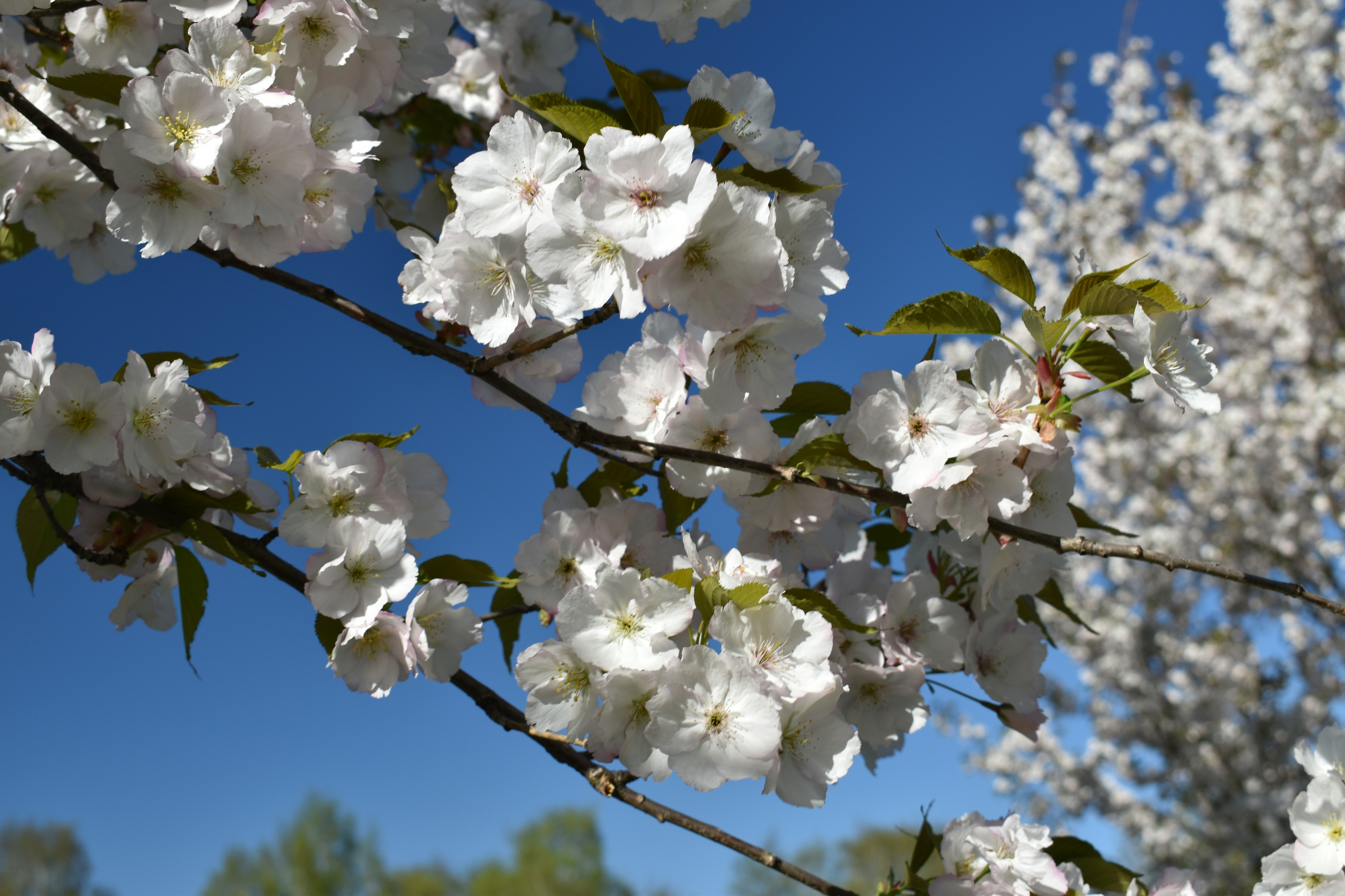 Choose from a curated selection of spring photos. Always free on Unsplash.